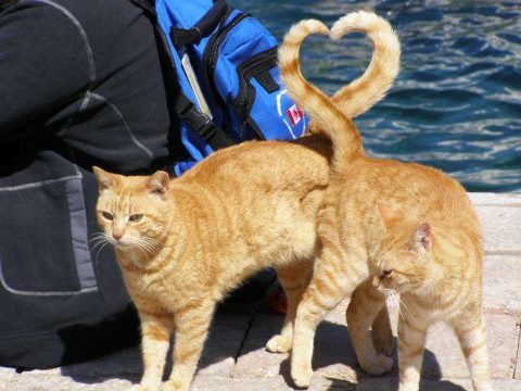 cats with tails in love