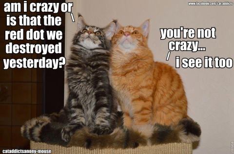 did cats destroy red lazer dot