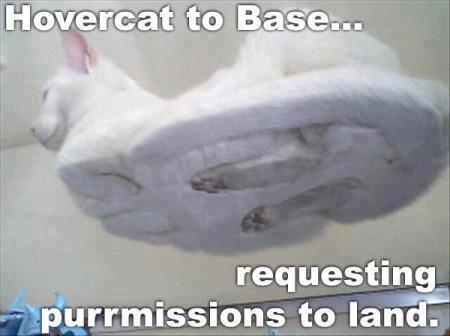 hovercat