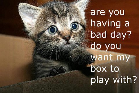 kitten asks if you have a bad day so play in a box