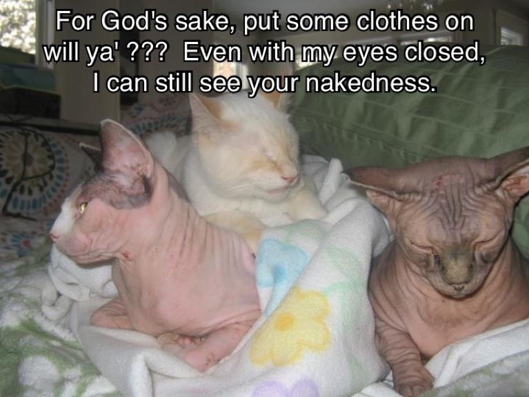 naked cats