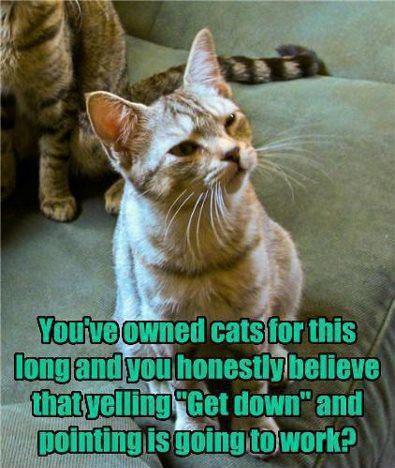 smug cat reprimands owner