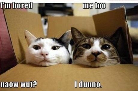 two bored cats