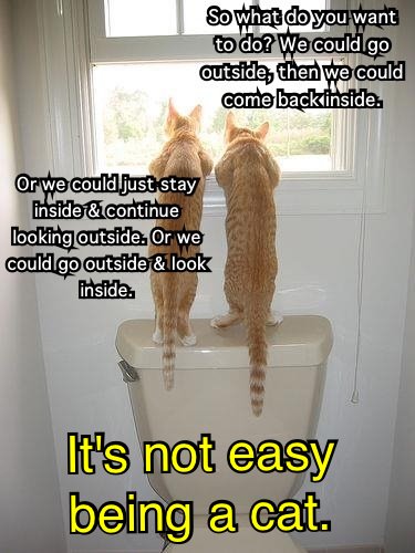 two cats staring through toilet window
