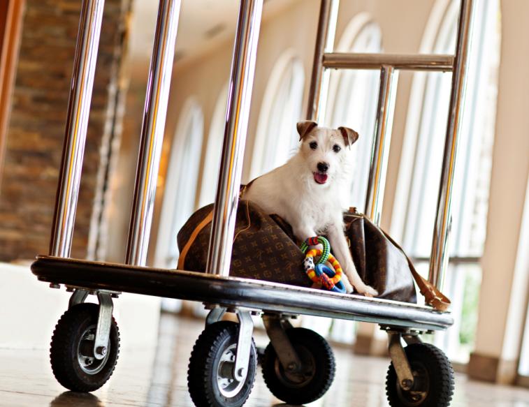 dog at travel check in