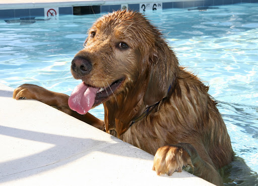 dog in swimming pool