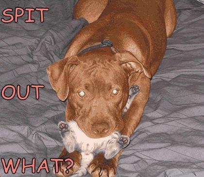 dog spit out cat
