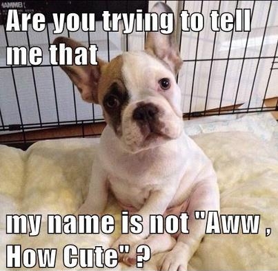 puppy named cute