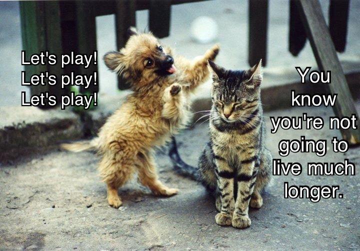 puppy wanting to play with cat