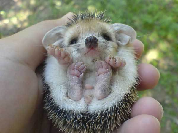 baby hedgehog