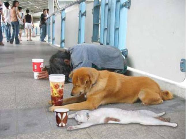 deeply begging man dog dramatic cat