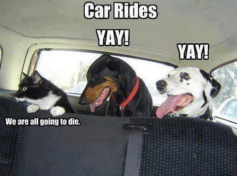 car ride experienced differently by dogs and cat