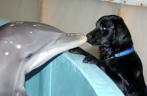 dolphin nose to nose with dog