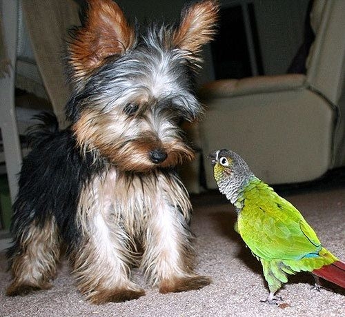 little dog and parrot