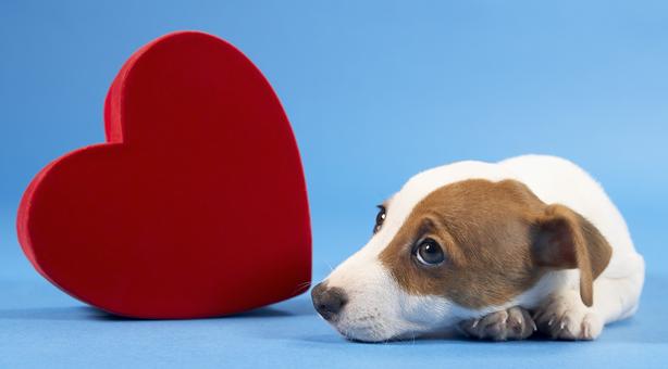 heart dog