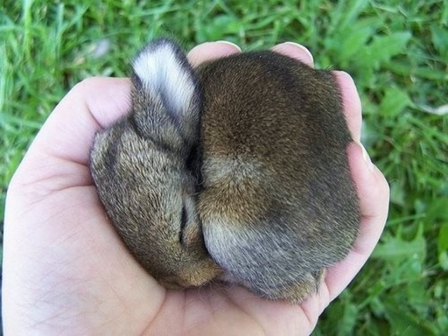 baby bunny is sleeping