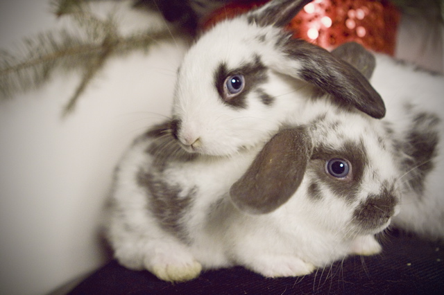 two rabbits