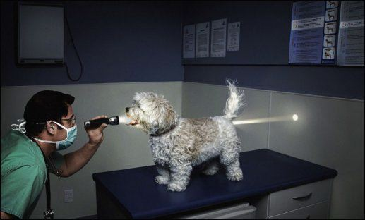 doctor examines dog all the way through