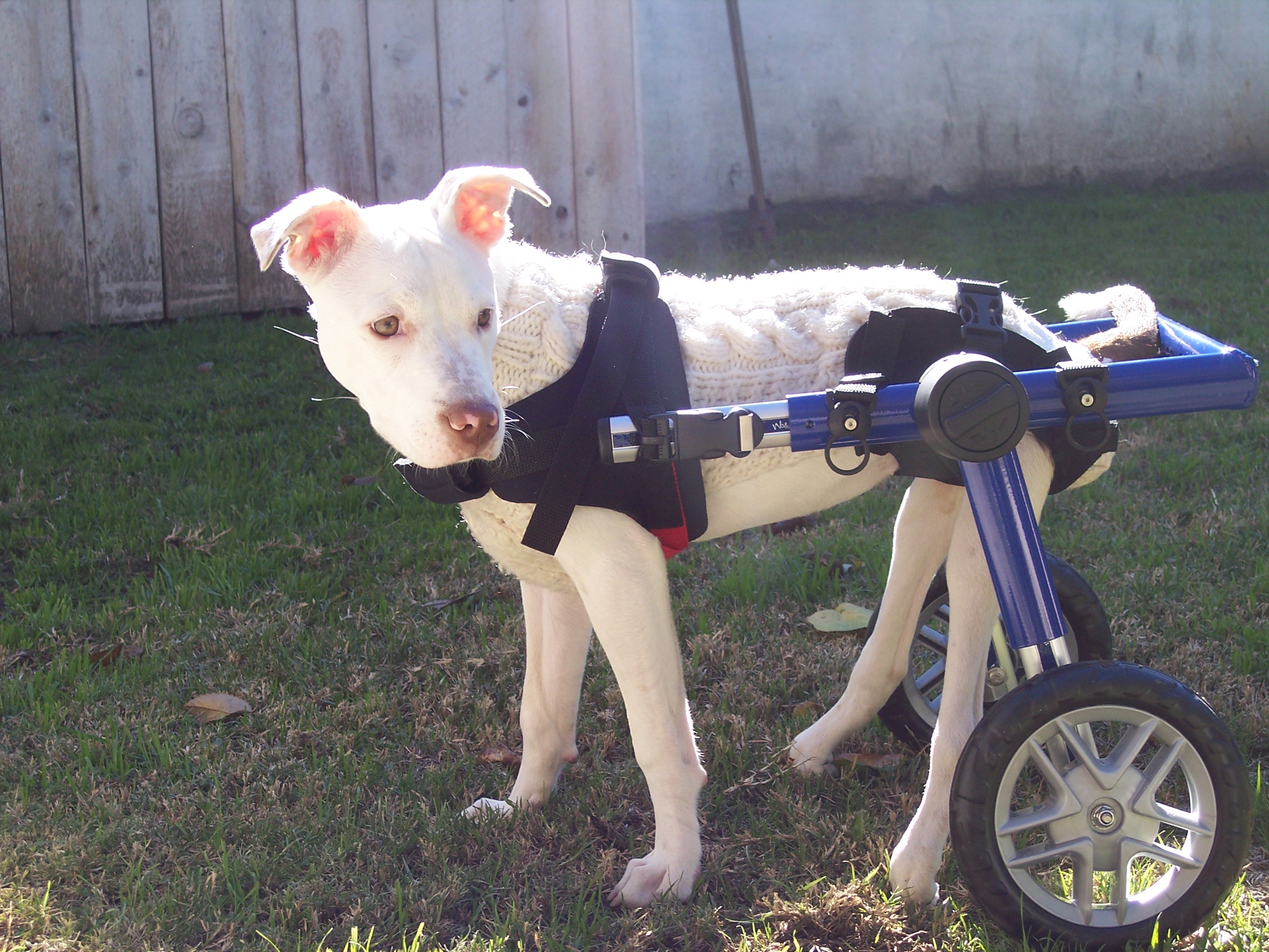 dog mika in special wheelchair
