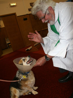dog with neck hood at vet