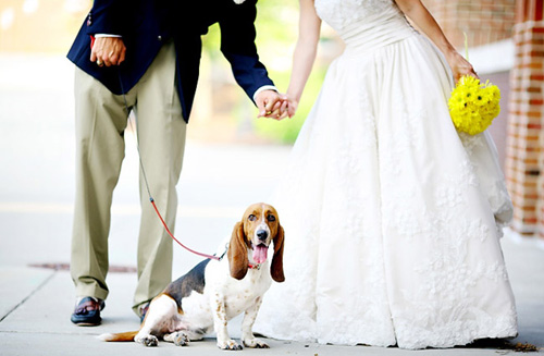 bassett hound in wedding