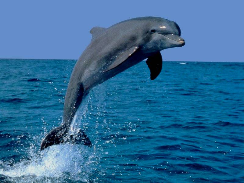 dolphin jumps out water