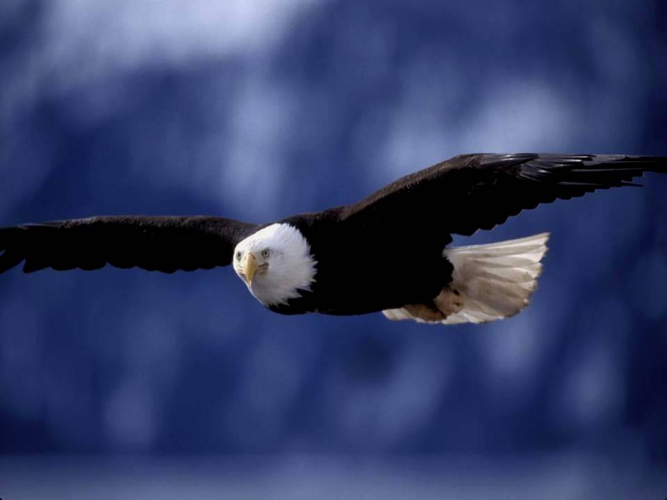 sea eagle