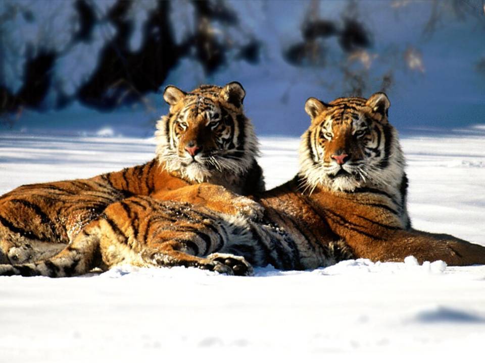 two tigers in snow