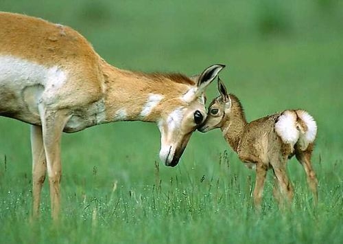 mother deer and young