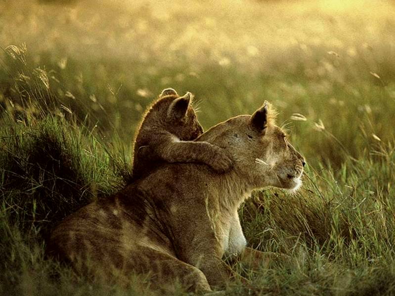 mother lion with young