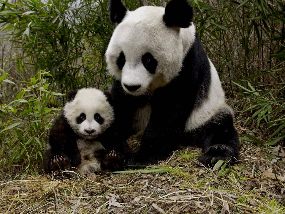 mother panda with young